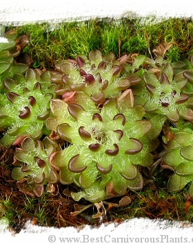 【新品】BCP雪花捕虫堇|Pinguicula nivalis丨迷你型捕虫堇
