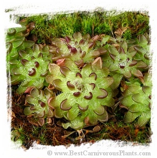 nivalis Pinguicula 新品 迷你型捕虫堇 BCP雪花捕虫堇