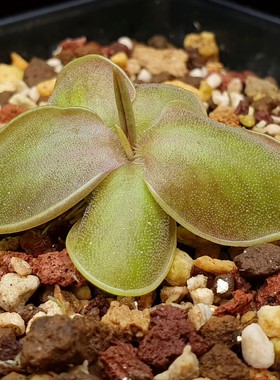 【丰收季】【新品】墨兰s×墨兰A捕虫堇062801  5.3CM