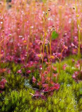 【新品】小巧球根茅膏菜Drosera gracilis  直立小型球根茅膏菜