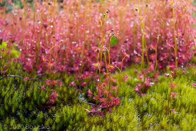 【新品】小巧球根茅膏菜Drosera gracilis  直立小型球根茅膏菜