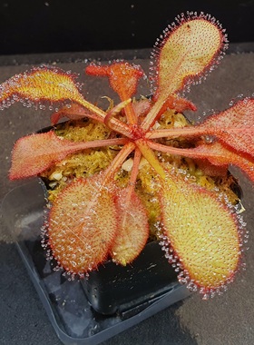 【丰收季】仙女座茅膏菜090501，  10.5cm