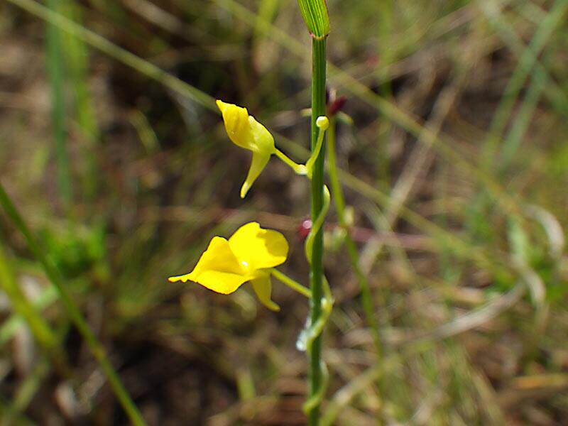 【新品】包缠狸藻丨Utricularia involvens丨干净无苔藓