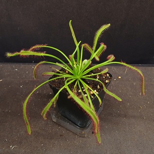 【丰收季】宽叶好望角茅膏菜041602   18CM