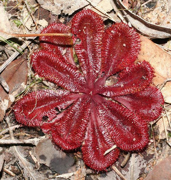 新品莲座球根茅膏菜过时稀少