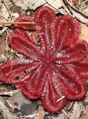 【新品】莲座球根茅膏菜丨Drosera  rosulata 丨倒过时差稀少