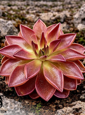 【新品】柯克布莱特捕虫堇Pinguicula “Kirkbright” 日本培育