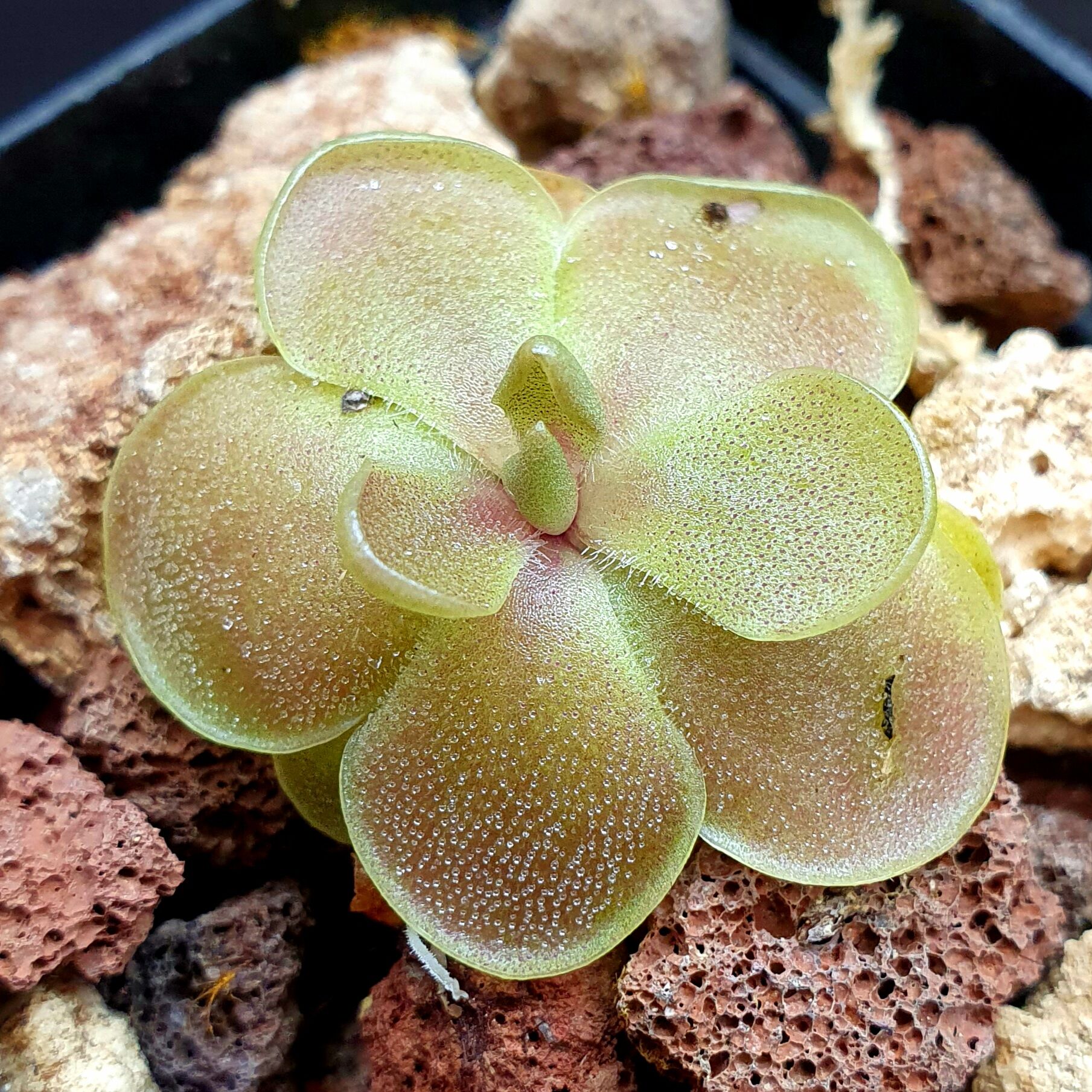 【丰收季】新品 立叶x爱石捕虫堇 0515 2.8cm