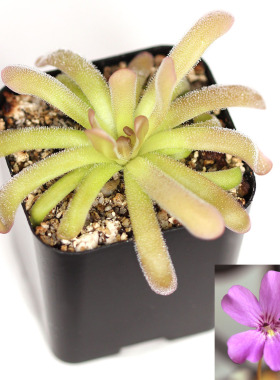 BCP圆花X石灰岩捕虫堇 Pinguicula rotundiflora X gypsicola