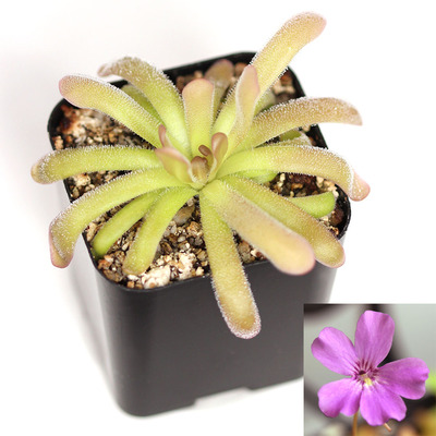 一物一拍石灰岩捕虫堇低温休眠