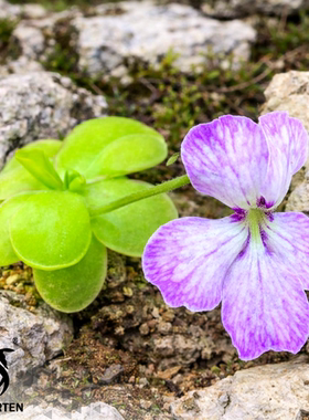 Anpa-C交白花墨兰捕虫堇丨P. Anpa-C × moranensis （Alba）-SCH