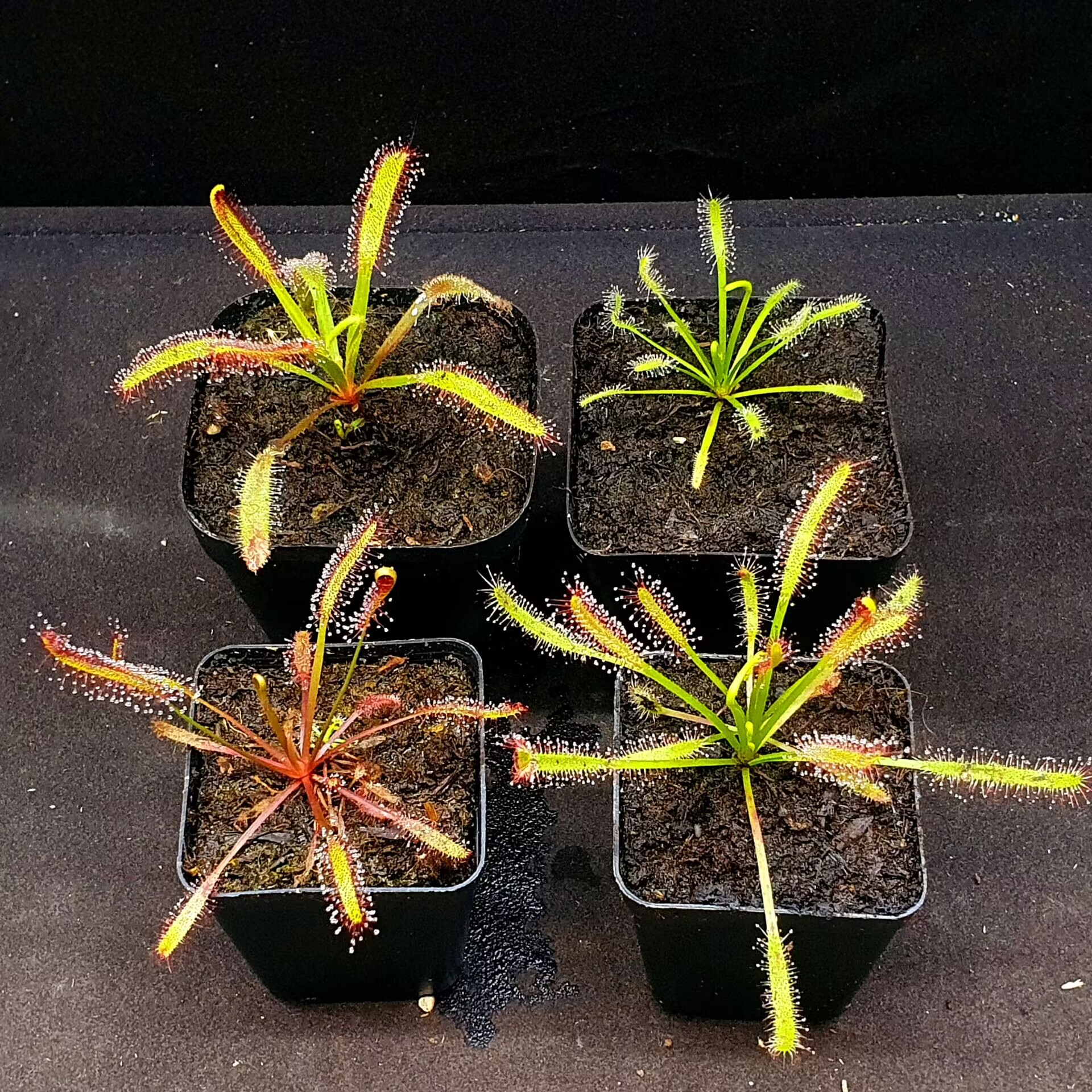 【丰收季】好望角宽叶,白花,全红,矿红0817直径大于5CM四颗