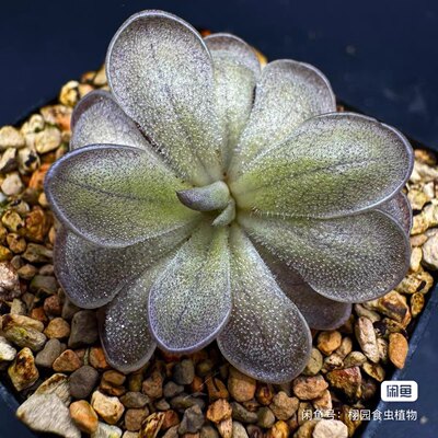 【新品】影散捕虫堇Pinguicula “SCH Shadowfall”栩园培育