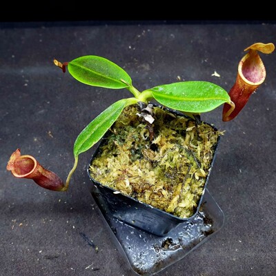 斑入缩缅葛全红体休眠球