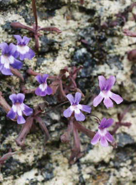 【新品】长叶原亚种捕虫堇丨P. longifolia ssp. longifolia
