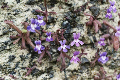 【新品】长叶原亚种捕虫堇丨P. longifolia ssp. longifolia