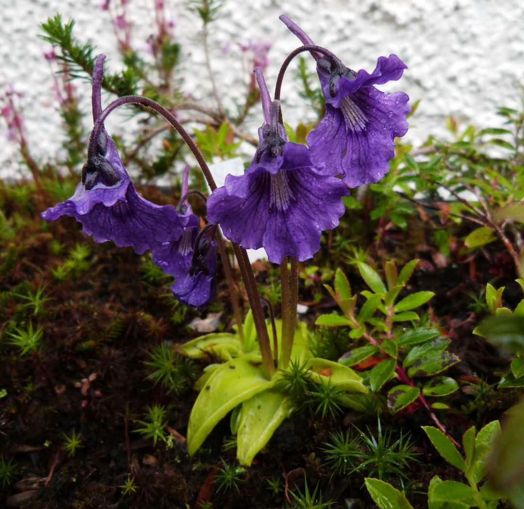 【新品】大花捕虫堇(温带堇 pinguicula grandiflora