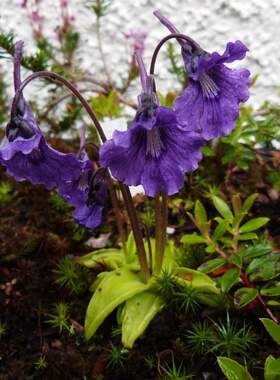 【新品】大花捕虫堇（温带堇 Pinguicula grandiflora