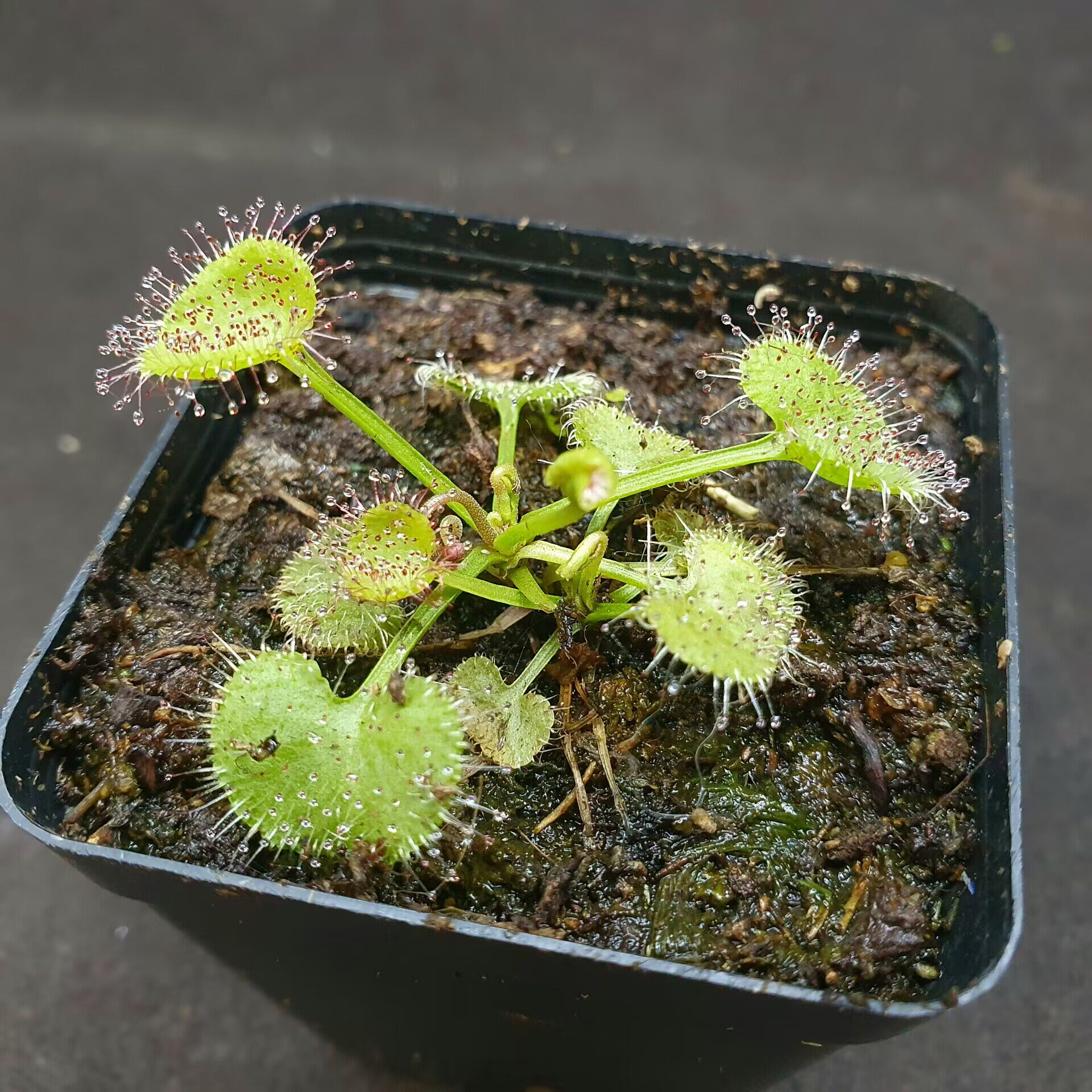 【丰收季】负子(爱心)茅膏菜0727  两颗  4.5 2cm