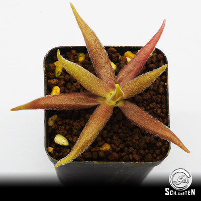 美杜莎捕虫堇食虫植物耐热好养