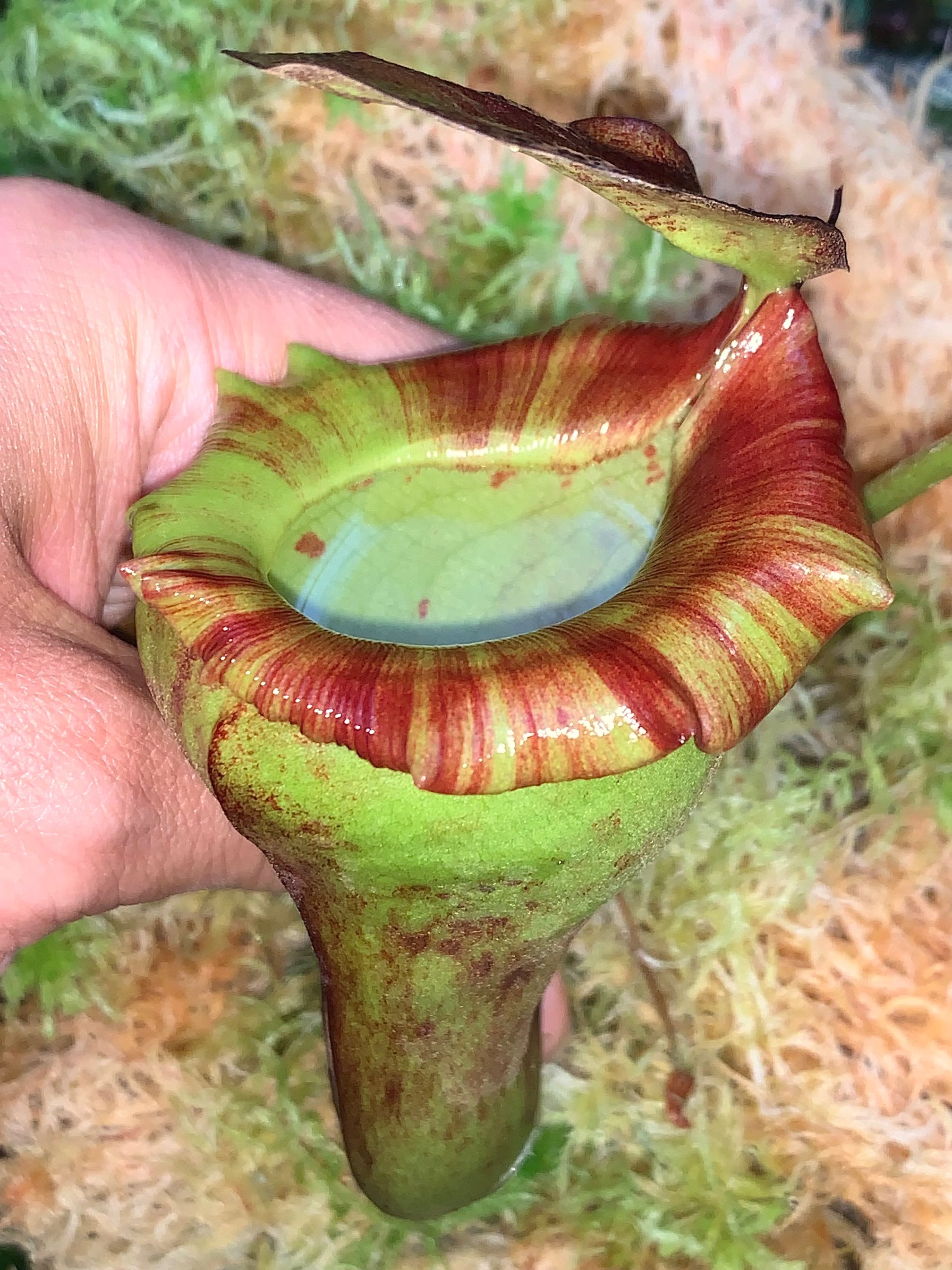 AW杏黄猪笼草 丨Nepenthes flava   丨稳定出笼 高地原种