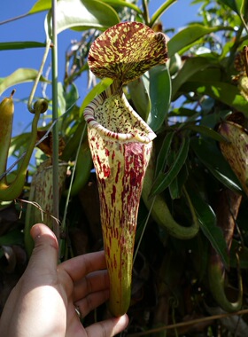 【新品】N.stenophylla 丨窄叶猪笼草实生苗丨食虫植物 高地