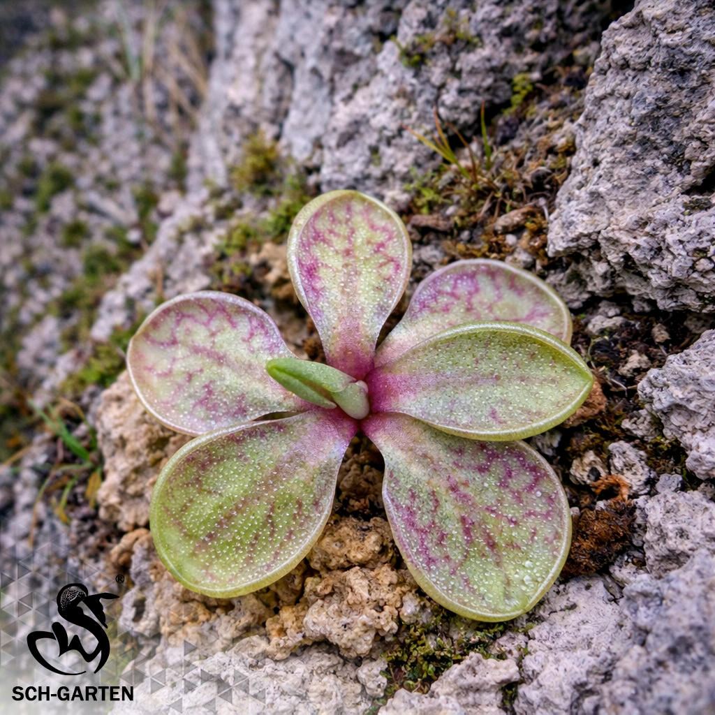 阿尔法捕虫堇(显脉个体)pinguicula“Alpha-V‘红脉个体