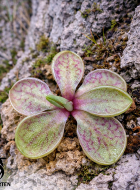 阿尔法捕虫堇（显脉个体）pinguicula“Alpha-V‘红脉个体