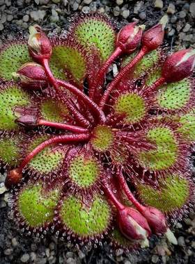 【新品】劳瑞球根茅膏菜丨Drosera lowriei From.Allen澳洲