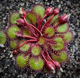 【新品】劳瑞球根茅膏菜丨Drosera lowriei From.Allen澳洲