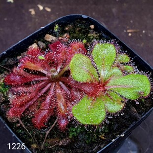 【丰收季】大叶＋洛芙丽＋劳瑞茅膏菜  4.5+5+2CM