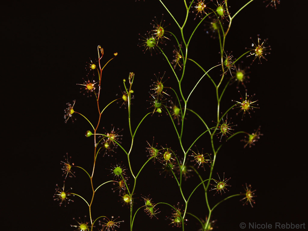 【新品】折茎球根茅膏菜丨Drosera zigzagia