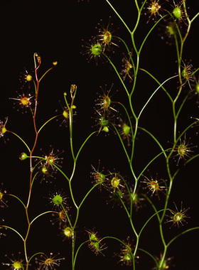 【新品】折茎球根茅膏菜丨Drosera zigzagia