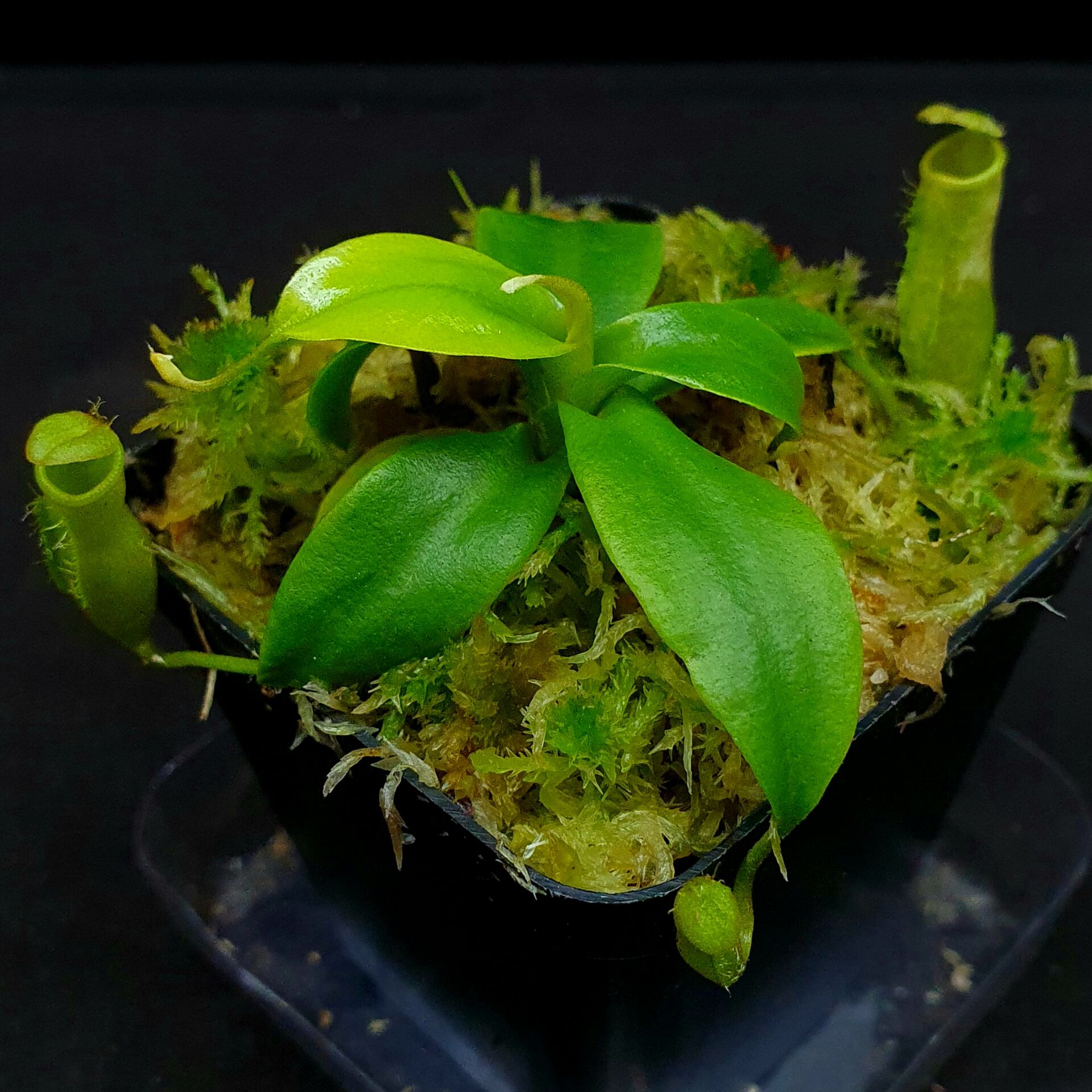 【丰收季】clc猪笼草 0514-2 5cm