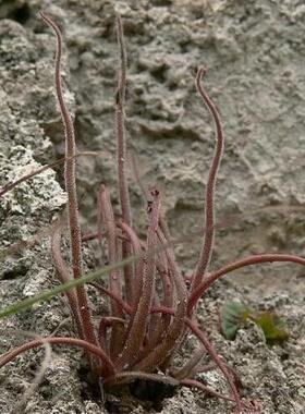 【新品】美杜莎捕虫堇丨 Pinguicula medusina丨叶尖会分化小苗