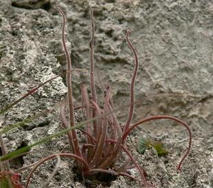 【新品】美杜莎捕虫堇丨 Pinguicula medusina丨叶尖会分化小苗