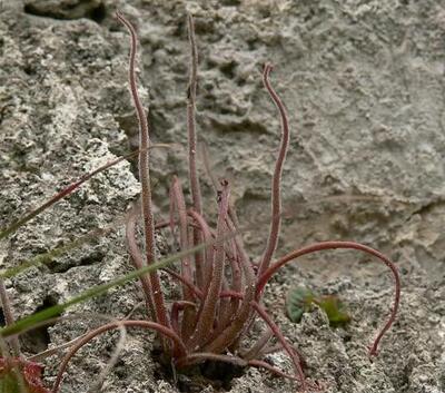 新品美杜莎捕虫堇叶尖小苗