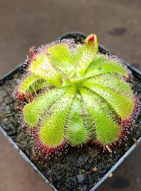 【丰收季】爱丽丝茅膏菜Drosera aliciae 0713  4CM