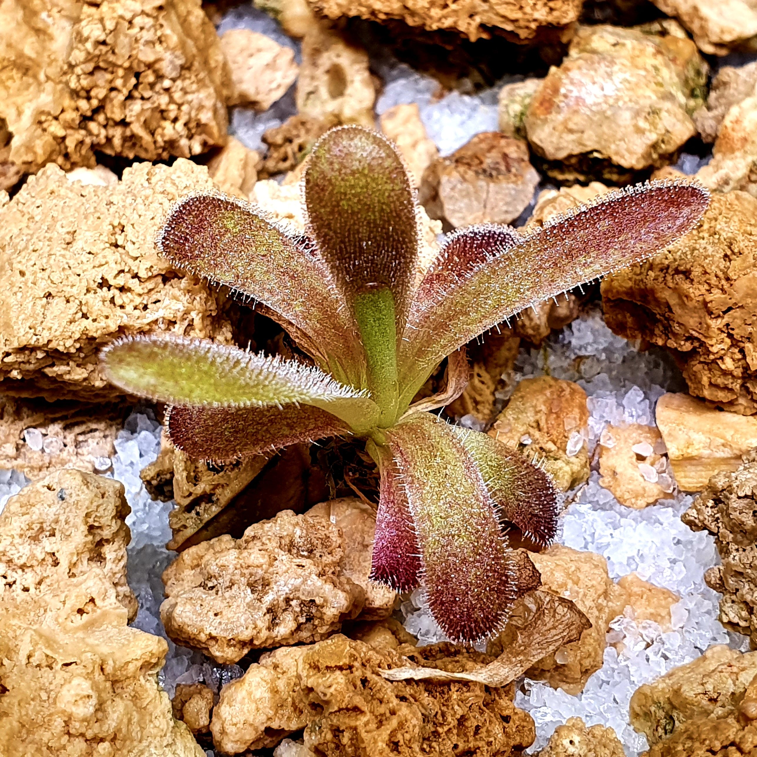 【春季奇遇】马丁尼兹捕虫堇0312， 3.6CM