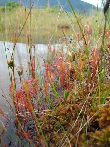 【新品】英国茅膏菜（温带茅）丨Drosera anglica 丨食虫植物