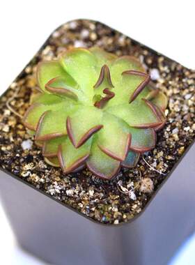 【新品】纤细捕虫堇丨Pinguicula gracilis丨食虫植物