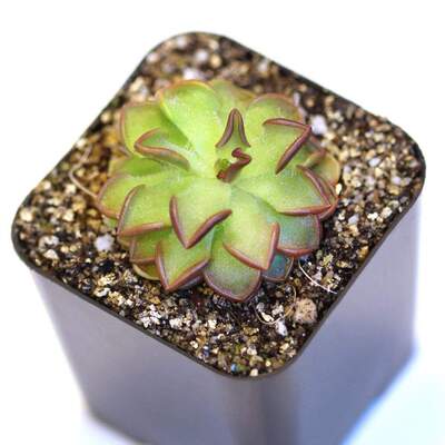 【新品】纤细捕虫堇丨Pinguicula gracilis丨食虫植物