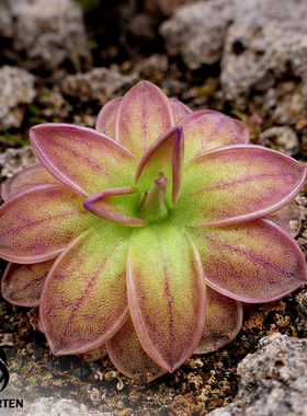 BCP奇奇卡斯特南戈墨兰捕虫堇Pinguicula丨Chichicastenago,2200m