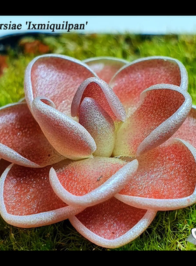 伊斯米基尔潘爱兰捕虫堇丨Pinguicula  ehlersiae（Ixmiquilpan丨