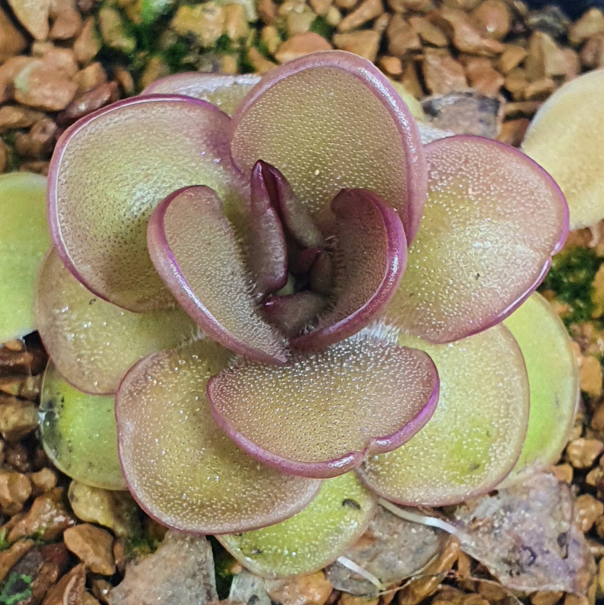 bcp捕虫堇食虫植物状态佳