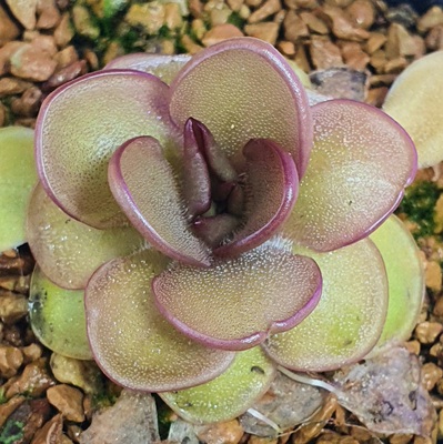 bcp捕虫堇食虫植物状态佳