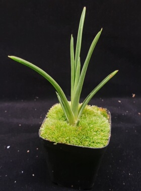 【春季奇遇】瘦缩布洛基食虫凤梨0312，9CM