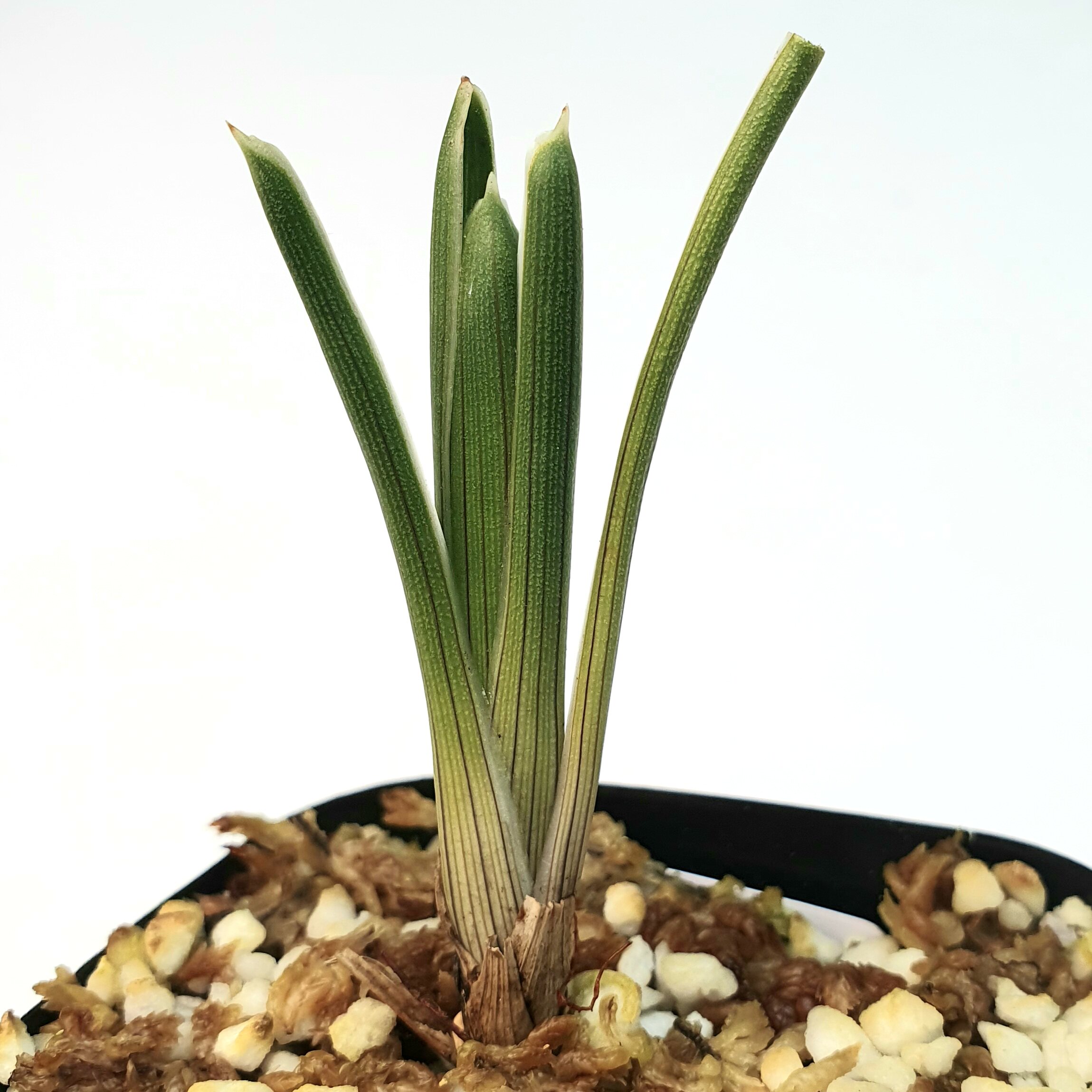 【新品】bcp瘦缩布罗基食虫凤梨brocchinia reducta