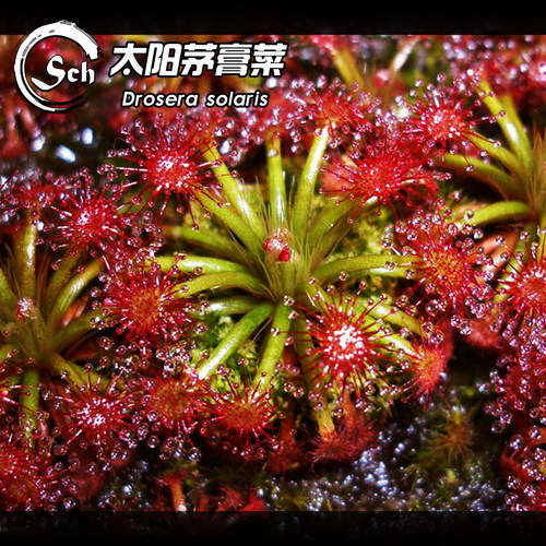 太阳茅膏菜丨Drosera solaris 南美高地太阳瓶子草伴生植物