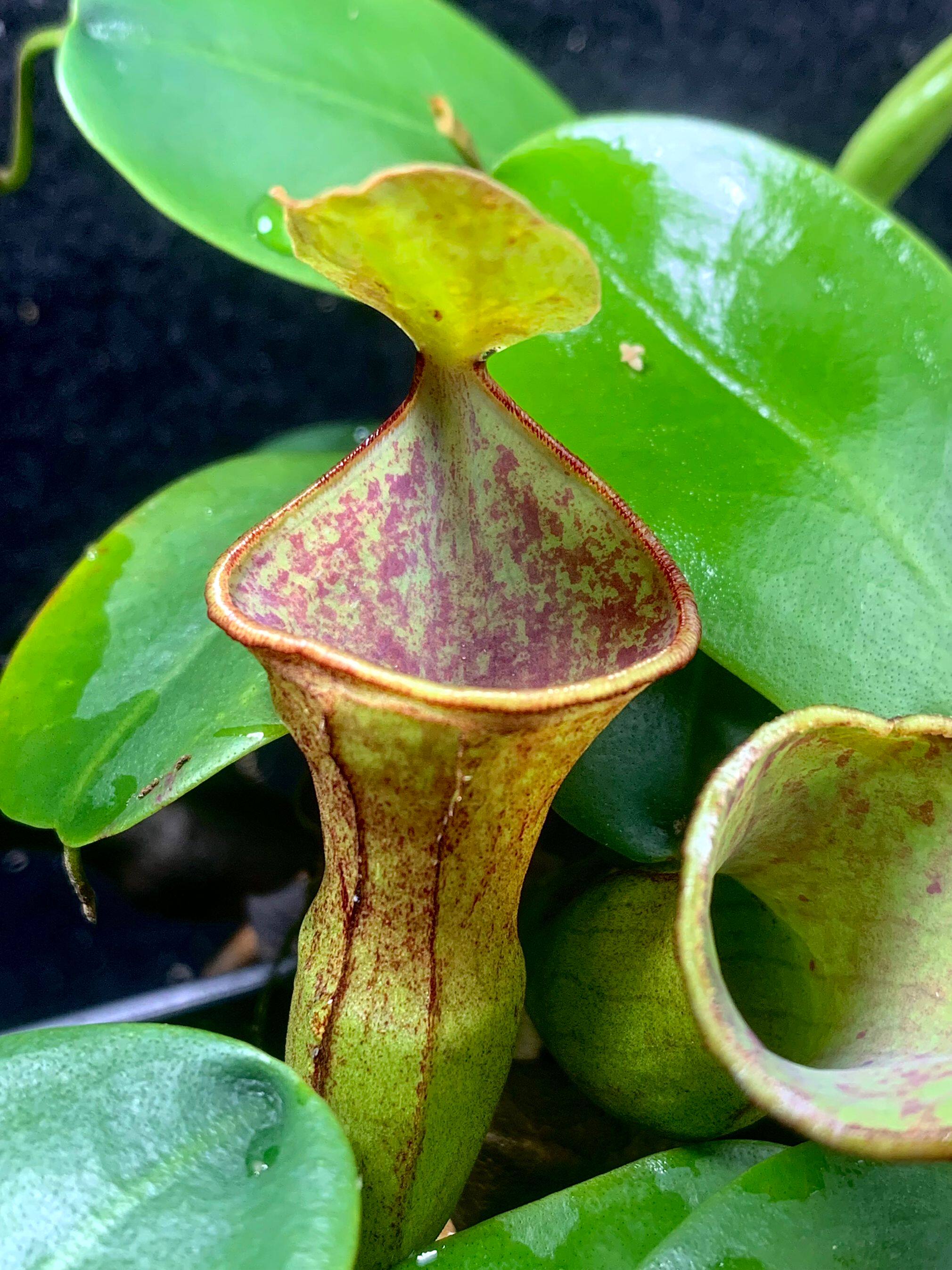 【新品】红风铃猪笼草 丨  n.campanulata(red) 稀少